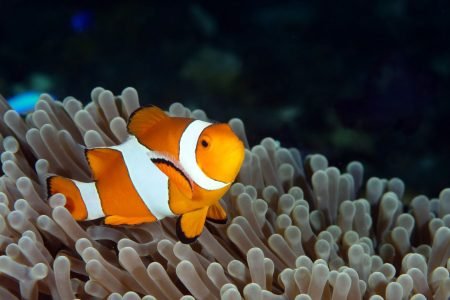 Blue Lagoon Snorkeling and Package Tour