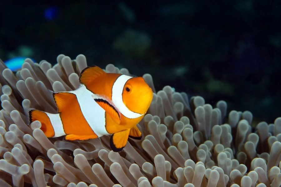 Blue Lagoon Snorkeling and Package Tour