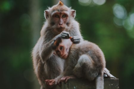 Ubud Monkey Forest and Packages Tour
