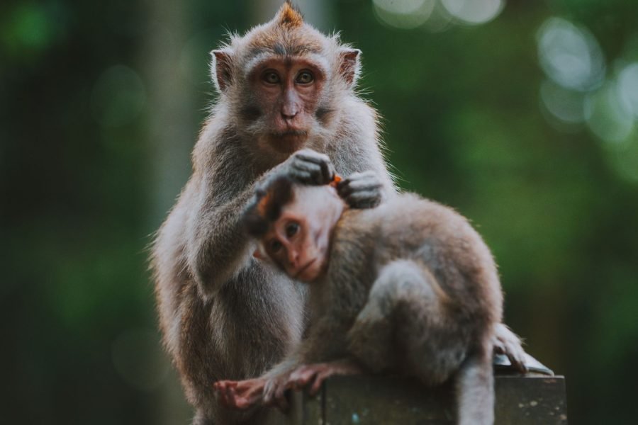 Ubud Monkey Forest and Packages Tour