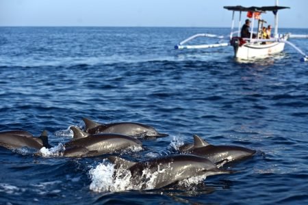 Spectacular Sunrise Dolphin Tour