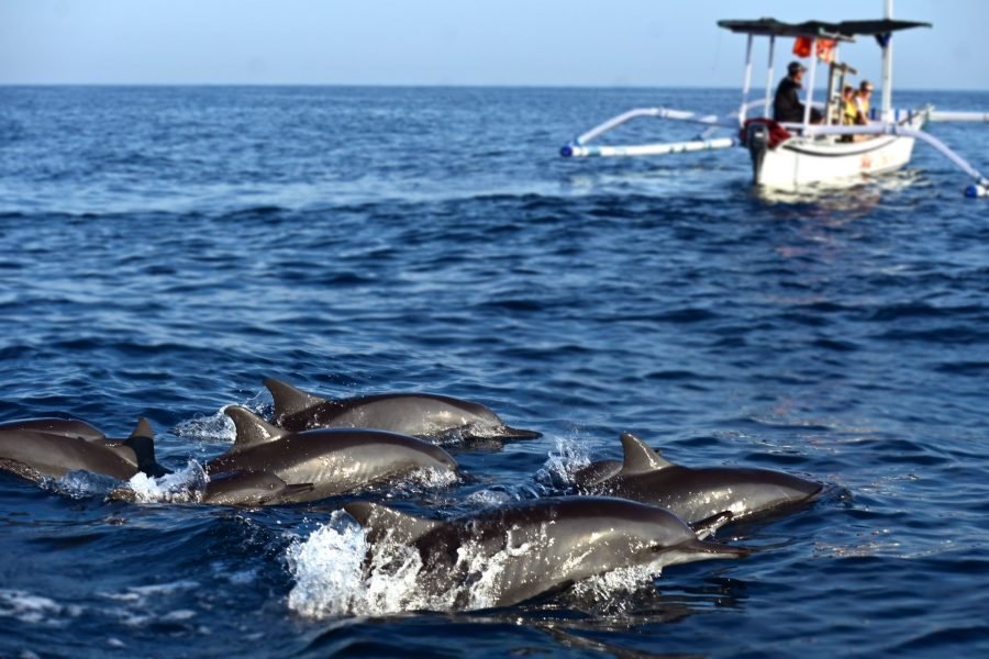 Spectacular Sunrise Dolphin Tour