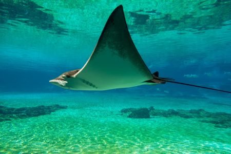Nusa Penida Full Day Tour + Snorkeling
